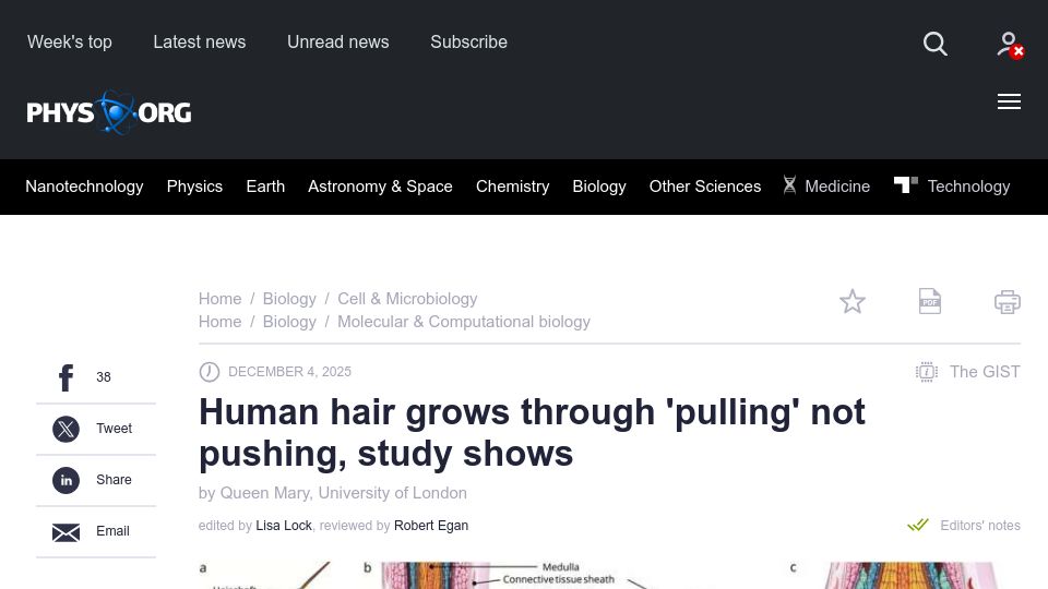 Screenshot of phys.org: Human hair grows through 'pulling' not pushing, study shows