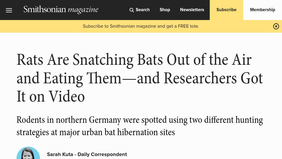 Screenshot of smithsonianmag.com: Rats Snatching Bats Out of the Air and Eating Them–Researchers Got It on Video