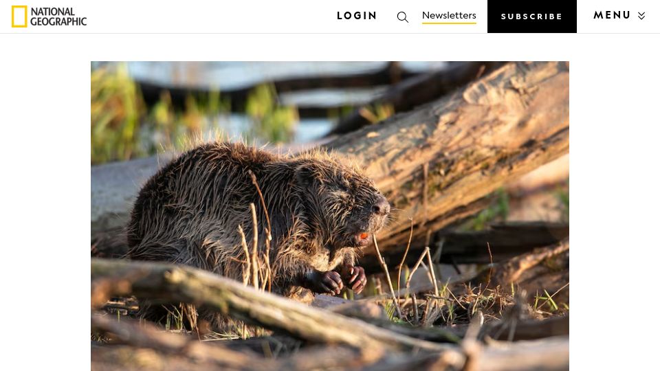 Screenshot of nationalgeographic.com: Beavers finish seven-year dam project in two days saving – $1M