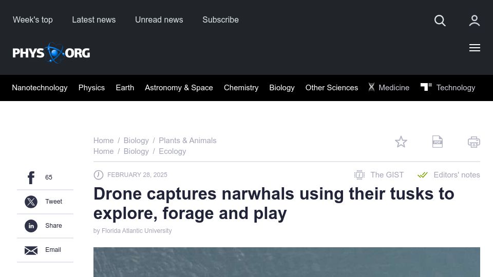 Screenshot of phys.org: Drone captures narwhals using their tusks to explore, forage and play