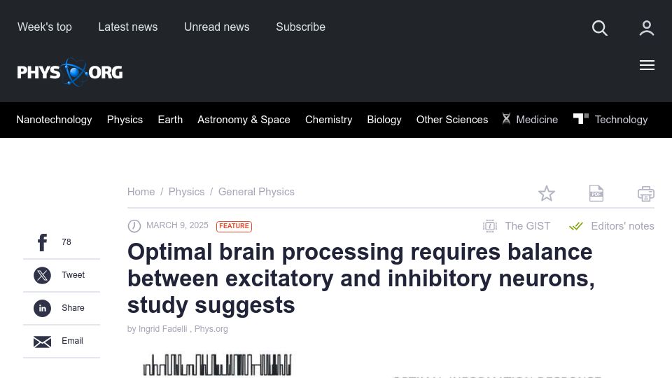Screenshot of phys.org: Optimal brain process requires balance between excitatory and inhibitory neurons