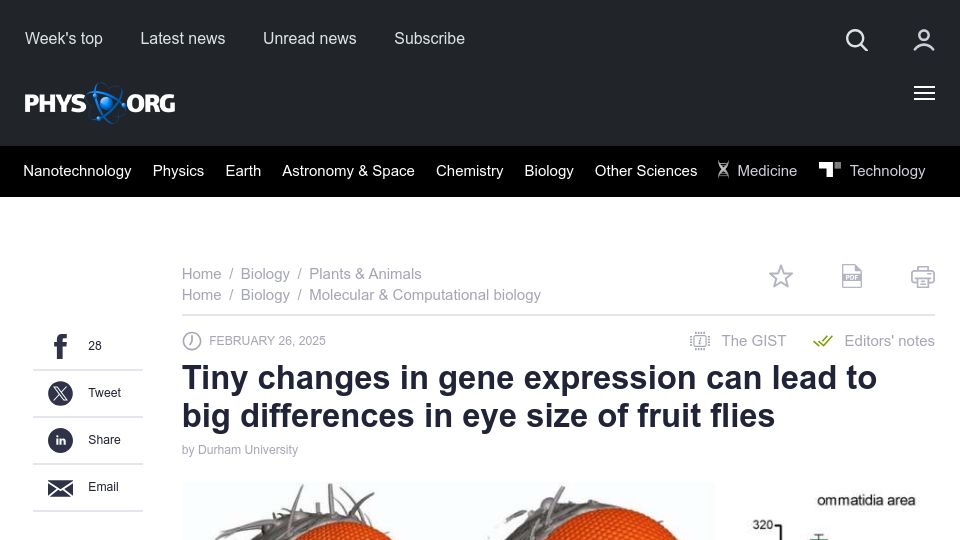 Screenshot of phys.org: Tiny changes in gene expression make big difference in eye size of fruit flies