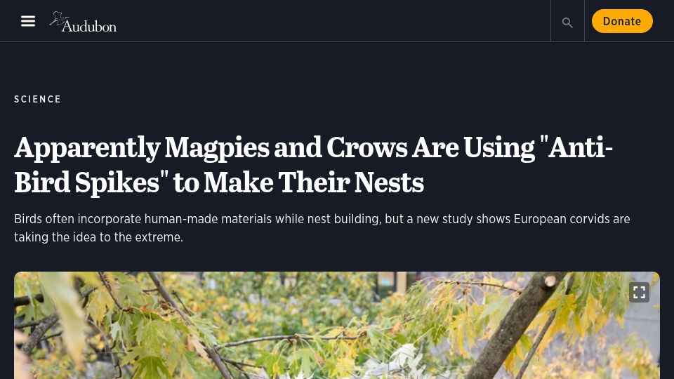 Screenshot of audubon.org: Magpies and crows are using “anti-bird spikes” to make nests (2023)