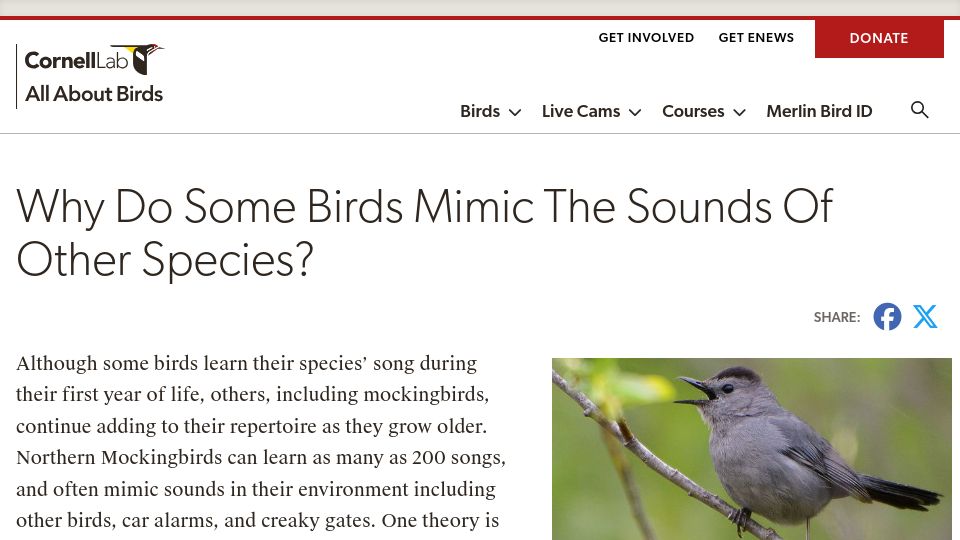 Screenshot of allaboutbirds.org: Why do some birds mimic the sounds of other species?