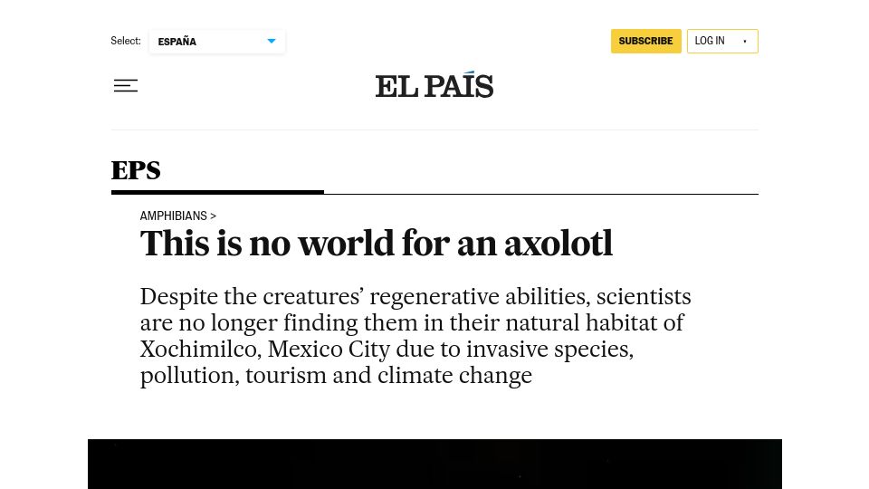 Screenshot of english.elpais.com: This is no world for an axolotl