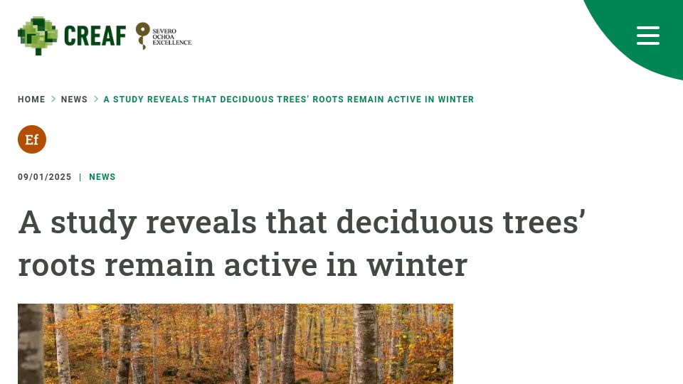 Screenshot of creaf.cat: A study reveals that deciduous trees' roots remain active in winter