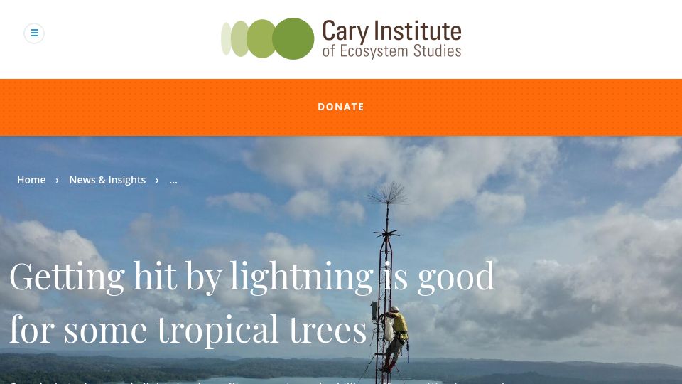 Screenshot of caryinstitute.org: Getting hit by lightning is good for some tropical trees