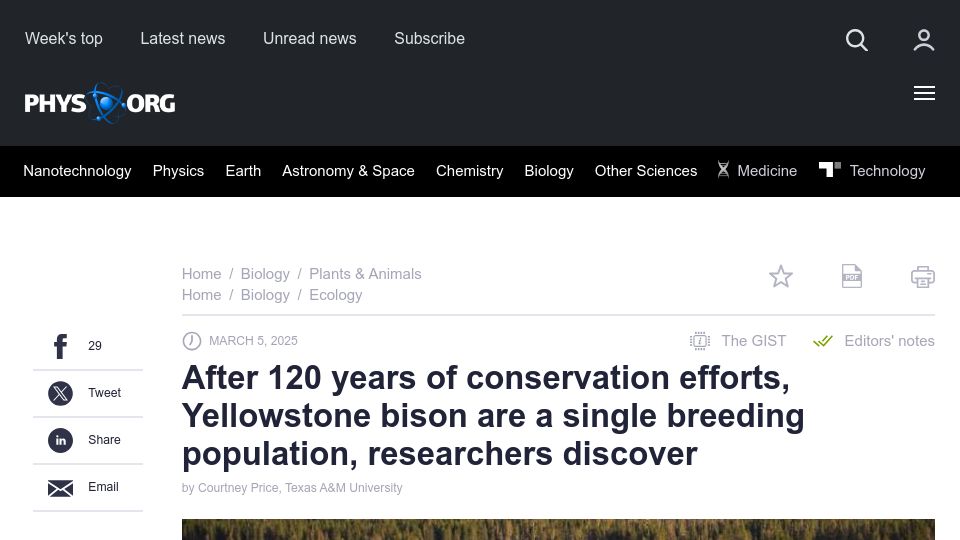 Screenshot of phys.org: After 120 years, Yellowstone bison are a single breeding population