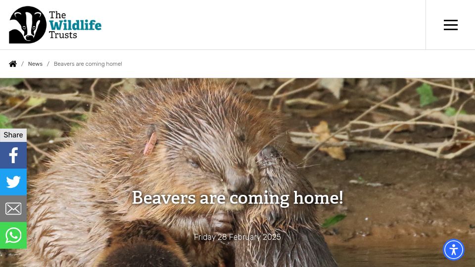 Screenshot of wildlifetrusts.org: Reintroductions of beavers into the wild in several parts of England