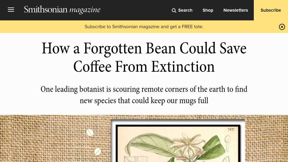 Screenshot of smithsonianmag.com: Coffea stenophylla: A forgotten bean that could save coffee from extinction