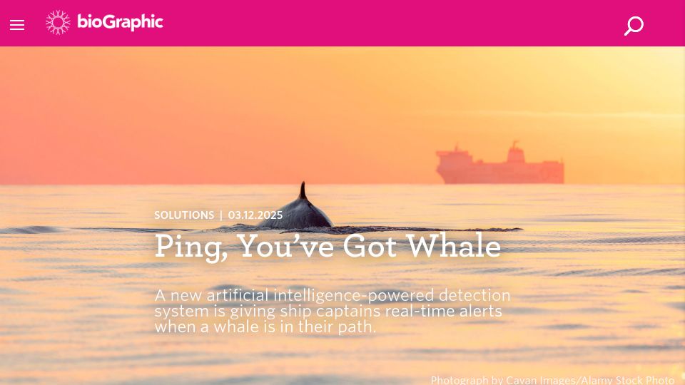 Screenshot of biographic.com: Ping, You've Got Whale: AI detection system alerts ships of whales in their path