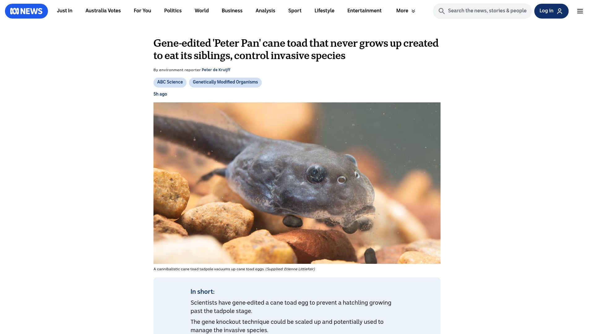 Screenshot of abc.net.au: Gene-edited cane toad that never grows up created to eat its siblings