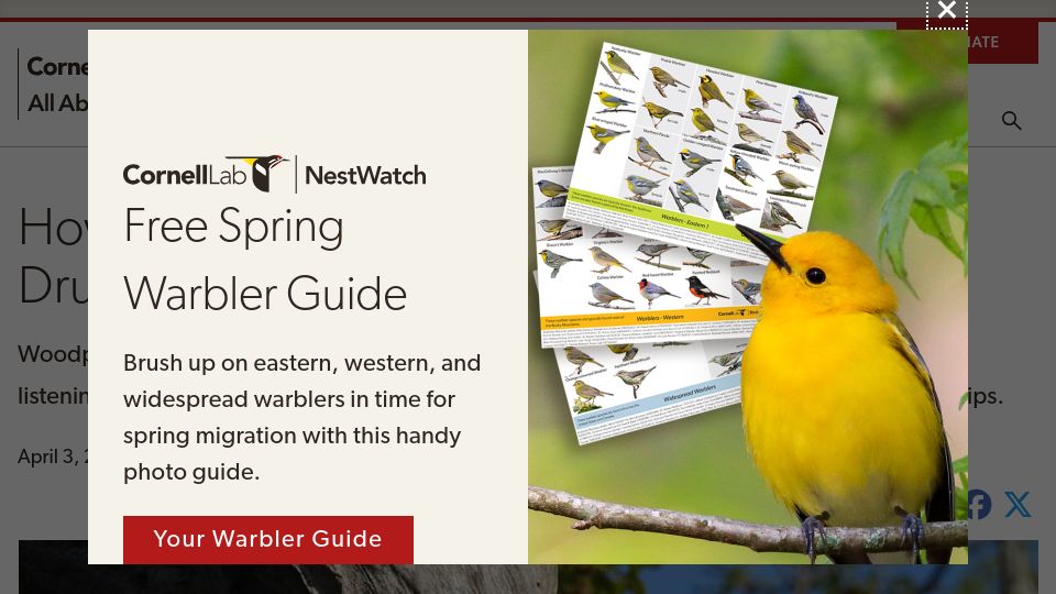 Screenshot of allaboutbirds.org: How to Recognize Woodpeckers by Their Drumming Sounds