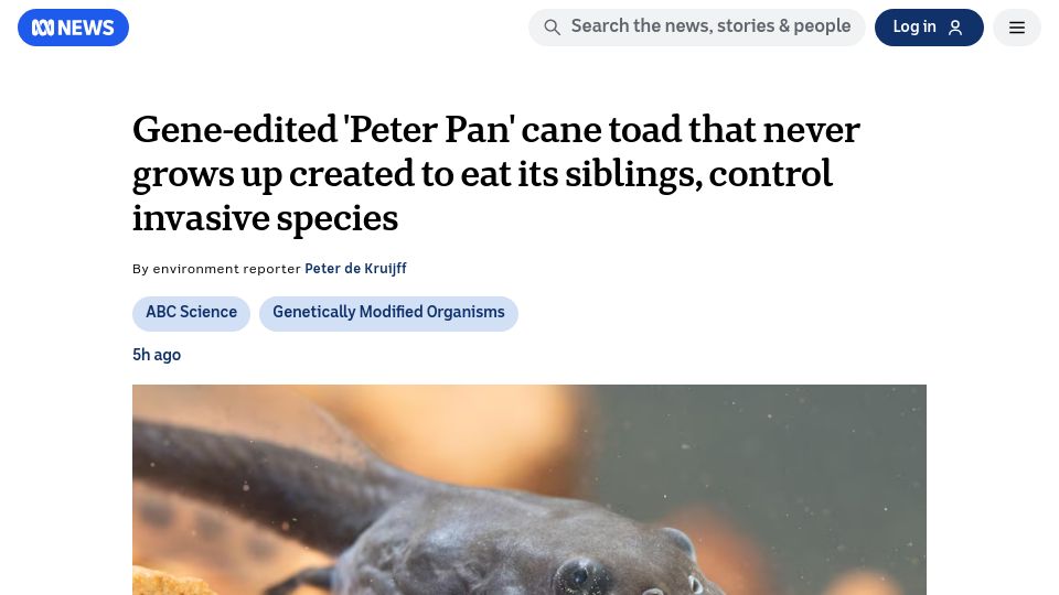 Screenshot of abc.net.au: Gene-edited cane toad that never grows up created to eat its siblings