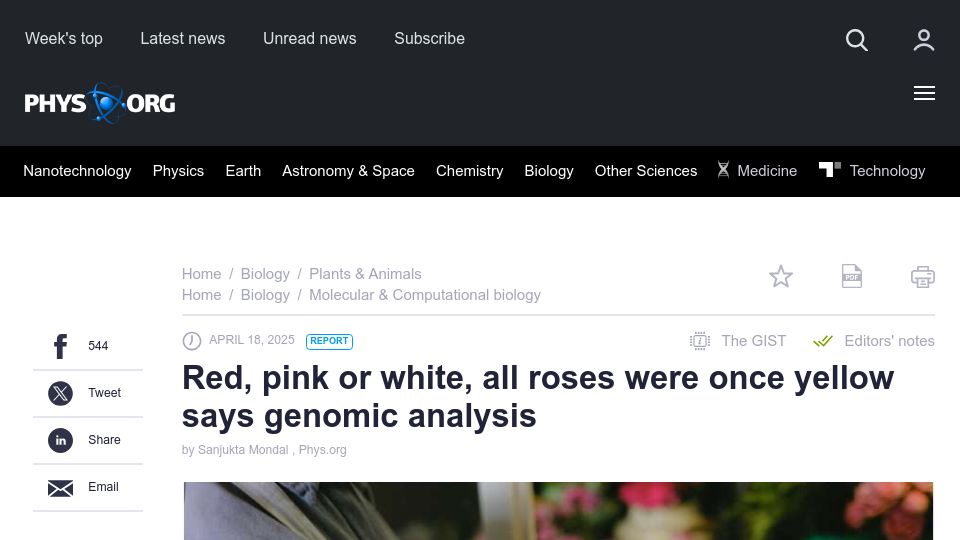 Screenshot of phys.org: All roses were once yellow