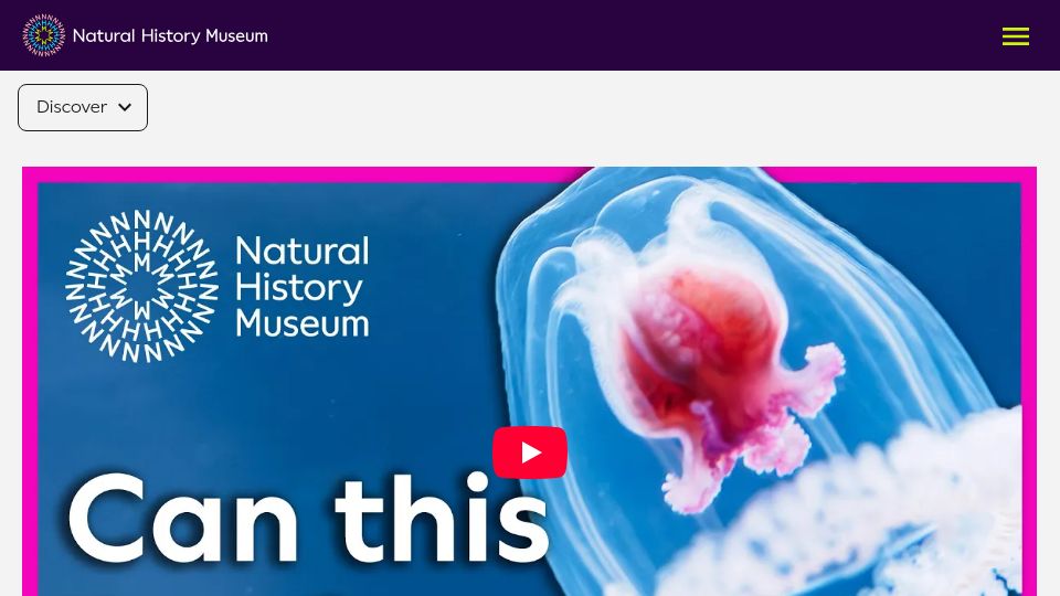 Screenshot of nhm.ac.uk: Turritopsis dohrnii: Immortal jellyfish