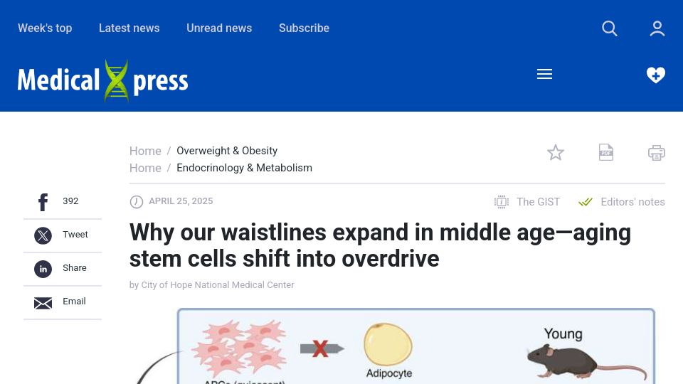 Screenshot of medicalxpress.com: Why our waistlines expand in middle age: aging stem cells shift into overdrive