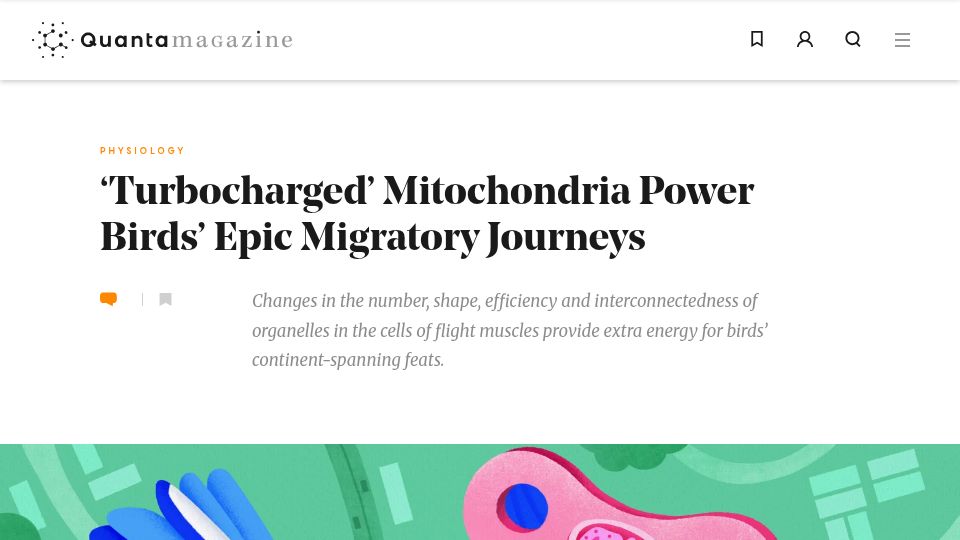 Screenshot of quantamagazine.org: 'Turbocharged' Mitochondria Power Birds' Epic Migratory Journeys