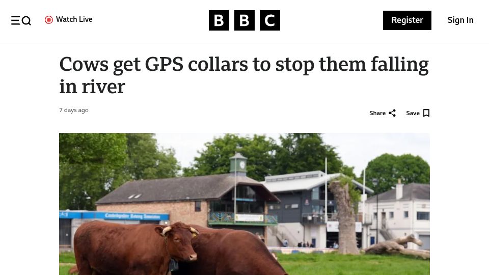 Screenshot of bbc.co.uk: Cows get GPS collars to stop them falling in river