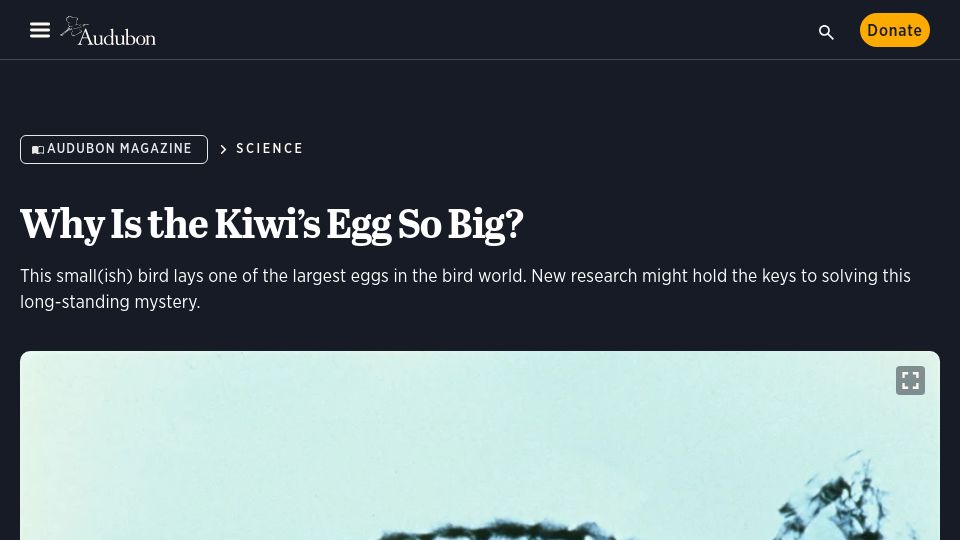 Screenshot of audubon.org: Why Is the Kiwi's Egg So Big?