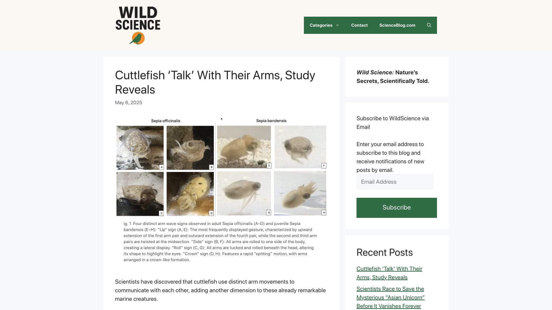 Screenshot of scienceblog.com: Cuttlefish 'talk' with their arms, study reveals