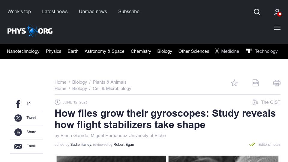 Screenshot of phys.org: Flies grow their gyroscopes: Study reveals how flight stabilizers take shape