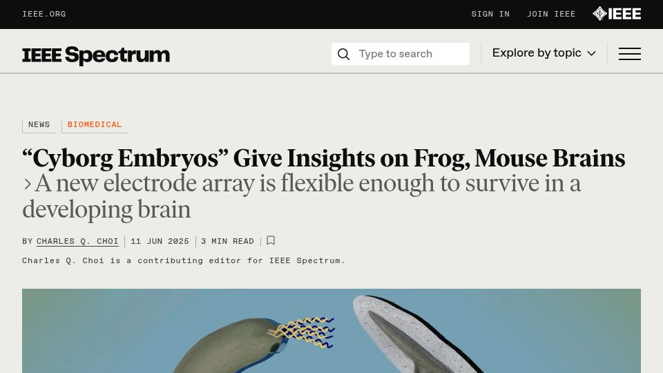 Screenshot of spectrum.ieee.org: Cyborg Embryos Offer New Insights into Brain Growth