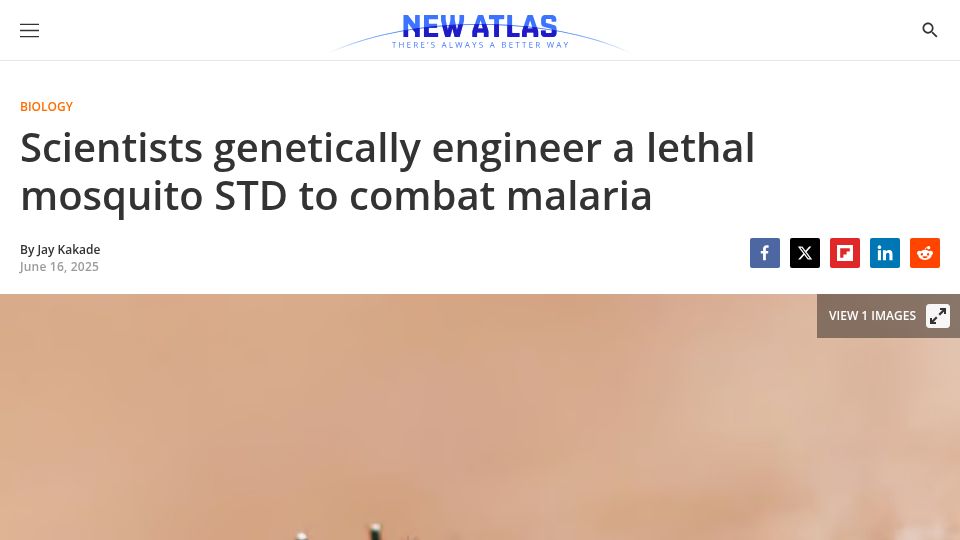 Screenshot of newatlas.com: Scientists genetically engineer a lethal mosquito STD to combat malaria