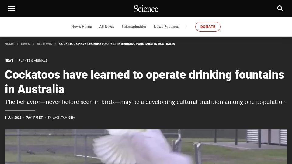 Screenshot of science.org: Cockatoos have learned to operate drinking fountains in Australia