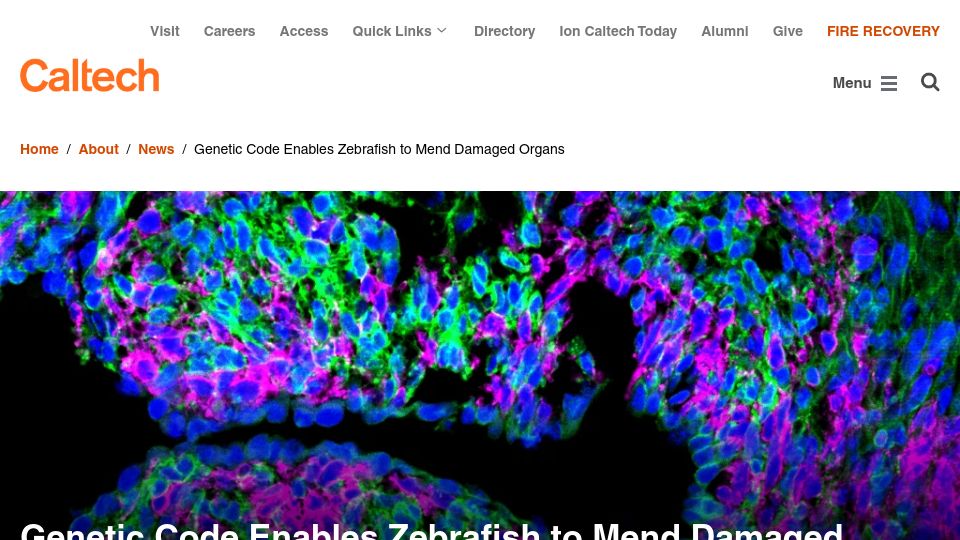 Screenshot of caltech.edu: Genetic code enables zebrafish to mend damaged organs