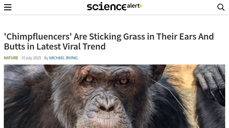 Screenshot of sciencealert.com: Chimpfluencers Stick Grass in Their Ears and Butts in Latest Viral Trend