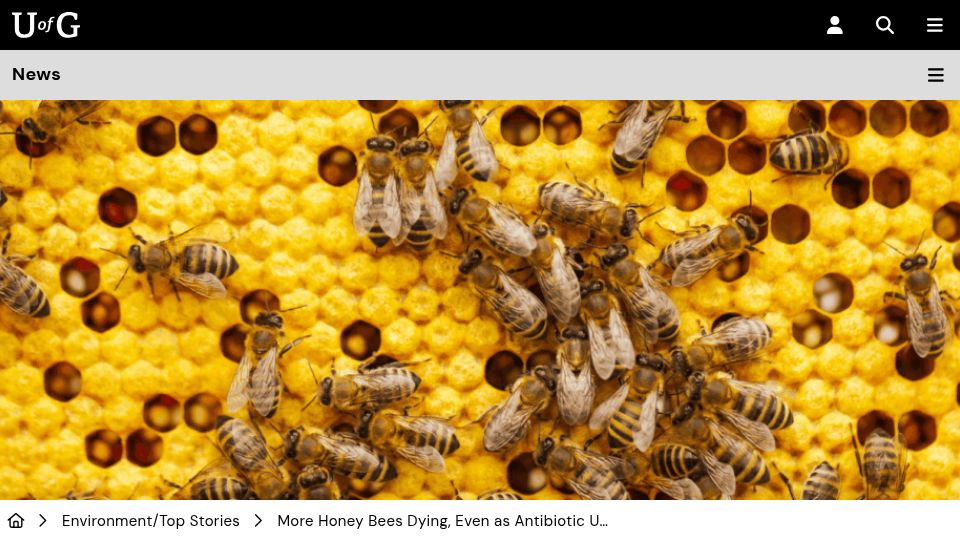 Screenshot of news.uoguelph.ca: More honey bees dying, even as antibiotic use halves