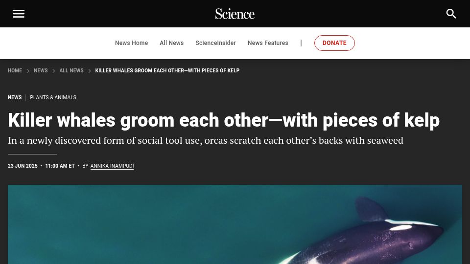 Screenshot of science.org: Killer whales groom each other with pieces of kelp