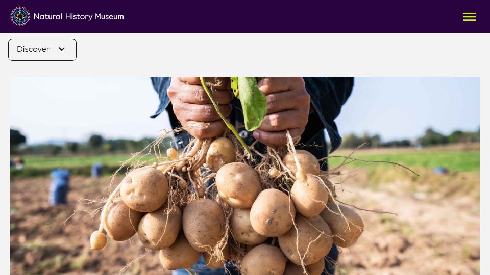 Screenshot of nhm.ac.uk: How Potatoes Evolved