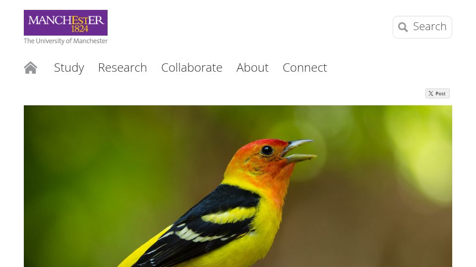 Screenshot of manchester.ac.uk: Scientists discover surprising language 'shortcuts' in birdsong – like humans