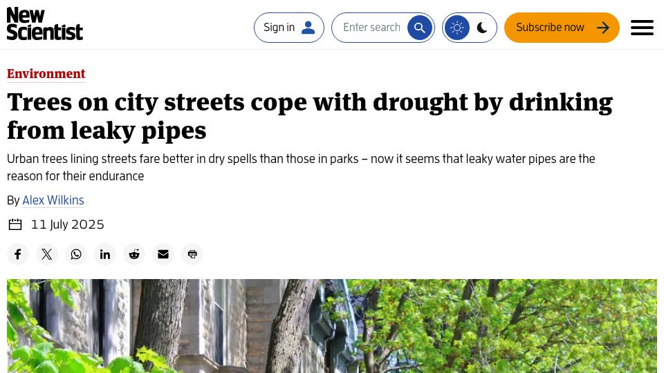 Screenshot of newscientist.com: Trees on city streets cope with drought by drinking from leaky pipes