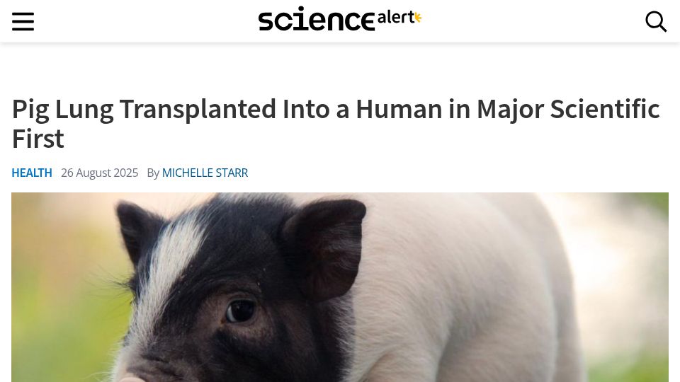 Screenshot of sciencealert.com: Pig lung transplanted into a human