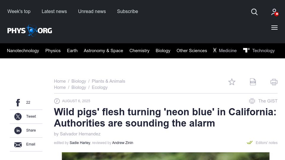 Screenshot of phys.org: Wild pigs' flesh turning neon blue in California