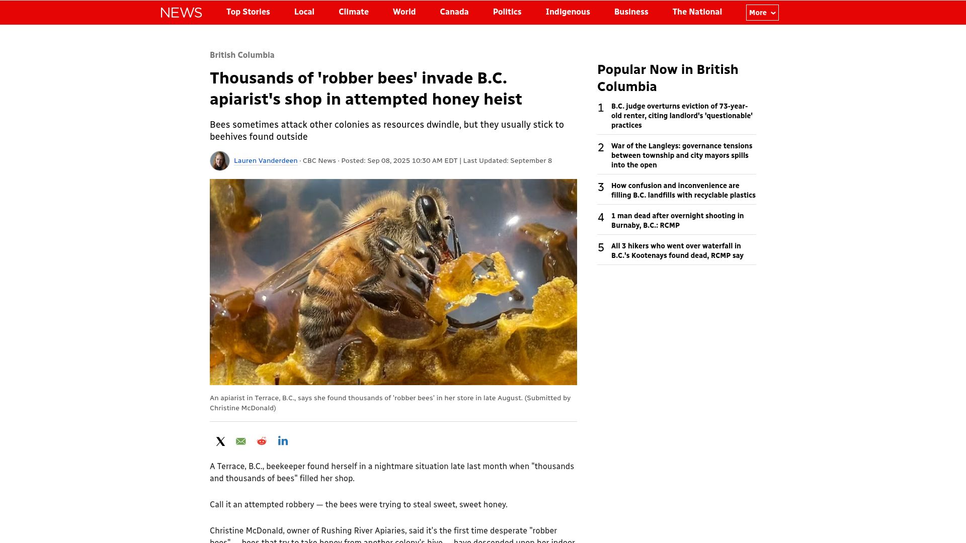 Screenshot of cbc.ca: ‘Robber bees’ invade apiarist’s shop in attempted honey heist