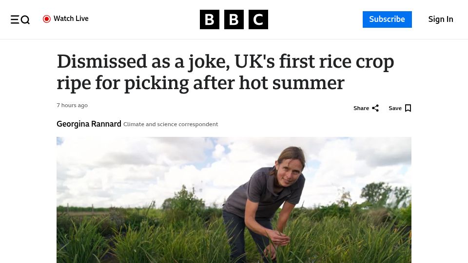 Screenshot of bbc.co.uk: Dismissed as a joke, UK's first rice crop ripe for picking after hot summer