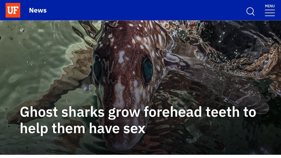 Screenshot of news.ufl.edu: Ghost sharks grow forehead teeth to help them have sex