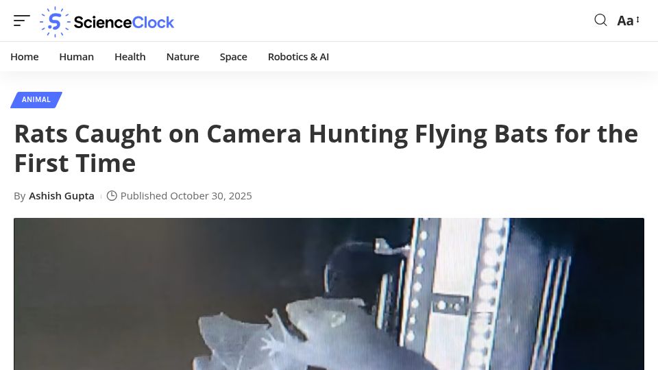 Screenshot of scienceclock.com: Rats caught on camera hunting flying bats (2025)