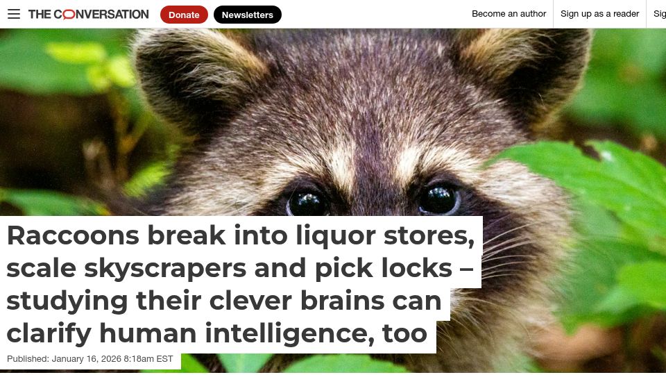 Screenshot of theconversation.com: Raccoons break into liquor stores, scale skyscrapers and pick locks
