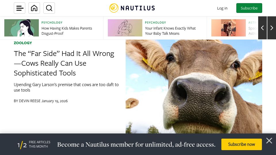 Screenshot of nautil.us: Cows can use sophisticated tools