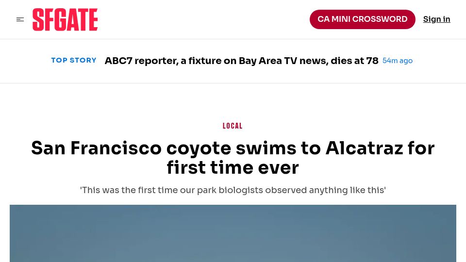 Screenshot of sfgate.com: San Francisco coyote swims to Alcatraz