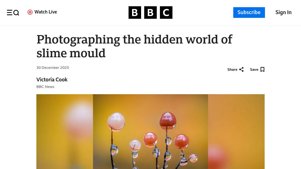 Screenshot of bbc.com: Photographing the hidden world of slime mould