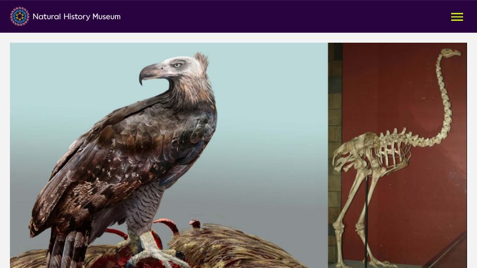 Screenshot of nhm.ac.uk: The largest eagle hunted unlike any other bird of prey (2021)