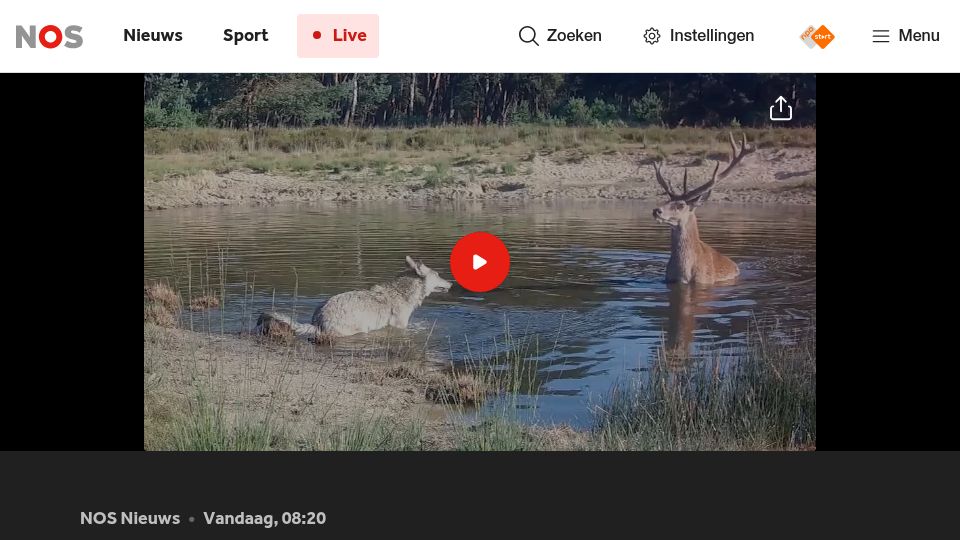 Screenshot of nos.nl: "Tame" boar and deer are instinctively adapting to the wolf in the Netherlands