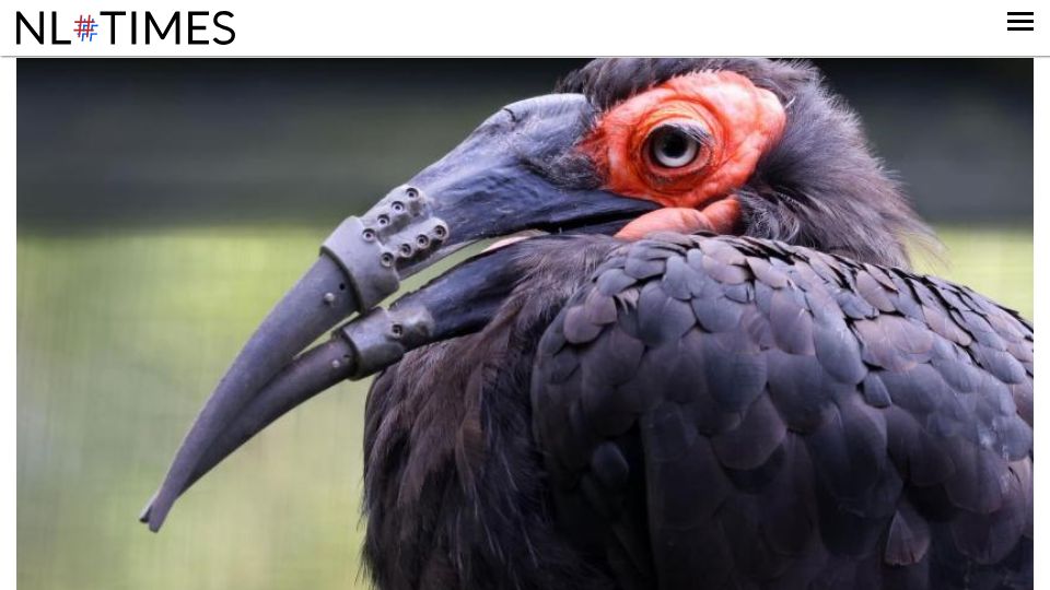 Screenshot of nltimes.nl: Southern ground hornbill gets 3D printed beak prostheses at Artis Zoo