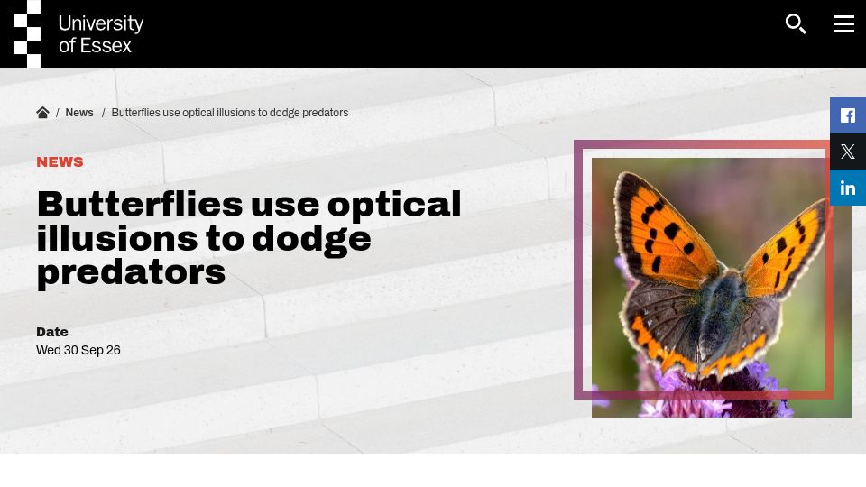 Screenshot of essex.ac.uk: Butterflies use optical illusions to dodge predators